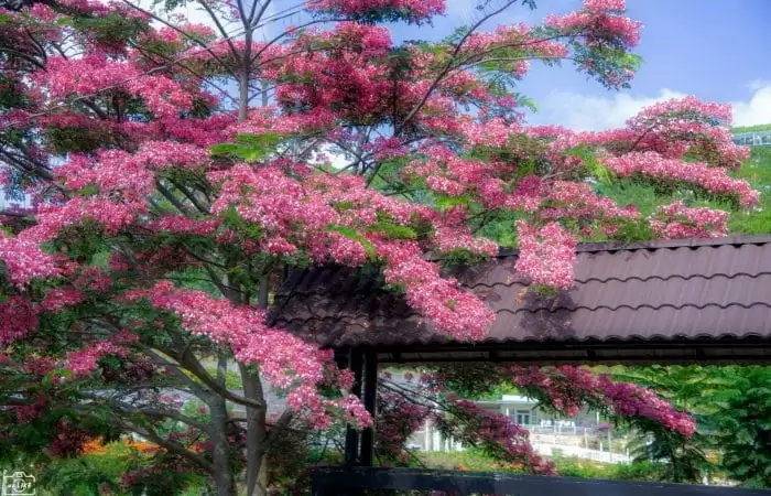 Ân tình miền đất lạnh